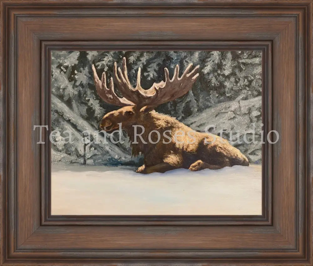 Print of ’Moose by Moonlight’ by Gabriel Miller ’Moose By Moonlight’ 11x14 Fine Art Print - Colonial Frame Fine Art